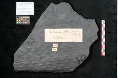 Foto (Objekt + Etikett) von Lepidodendron veltheimiamum Sternbg. (NHMW-GEO-2024-0188-11033)